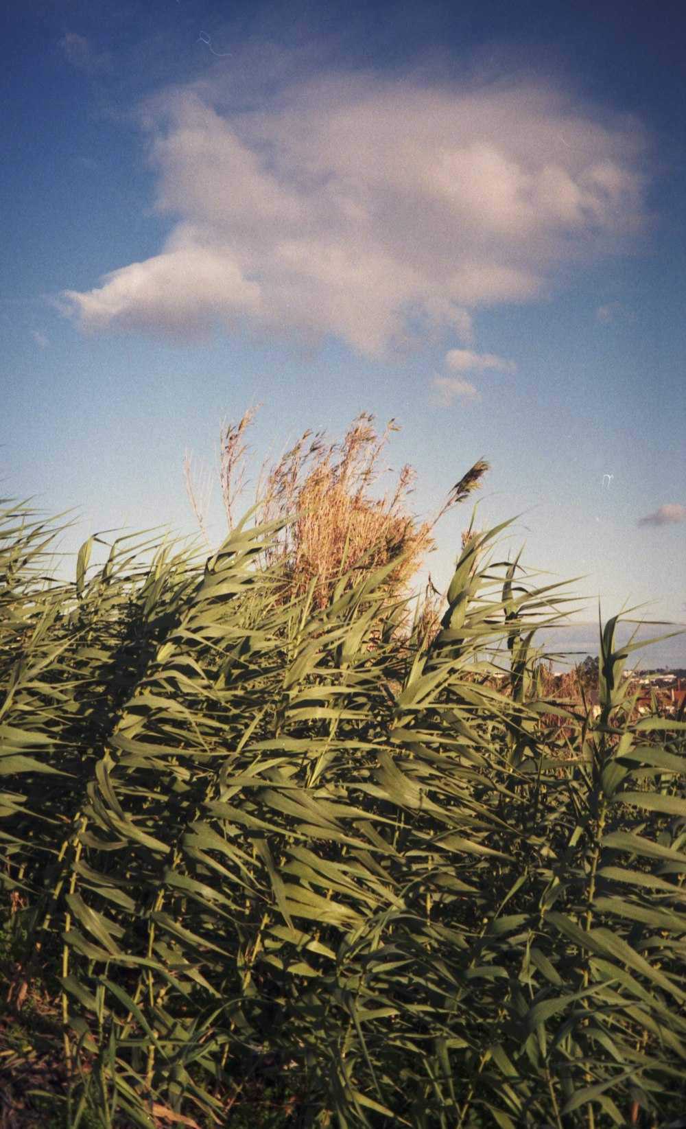 a bird sitting on top of a tall grass covered field