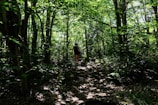 A person is walking along a shaded path through a dense, green forest. Sunlight filters through the leaves, illuminating parts of the forest floor and tree trunks. The scene is lush and serene, with a sense of solitude and connection to nature.