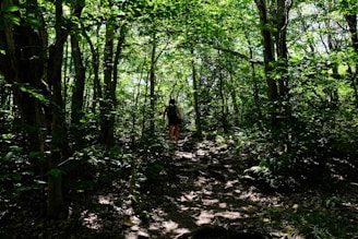 A person is walking along a shaded path through a dense, green forest. Sunlight filters through the leaves, illuminating parts of the forest floor and tree trunks. The scene is lush and serene, with a sense of solitude and connection to nature.