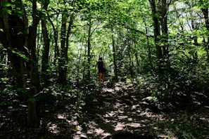 A person is walking along a shaded path through a dense, green forest. Sunlight filters through the leaves, illuminating parts of the forest floor and tree trunks. The scene is lush and serene, with a sense of solitude and connection to nature.