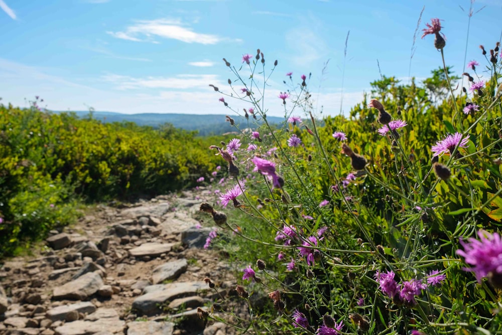 Um caminho rochoso cercado por flores silvestres em um dia ensolarado