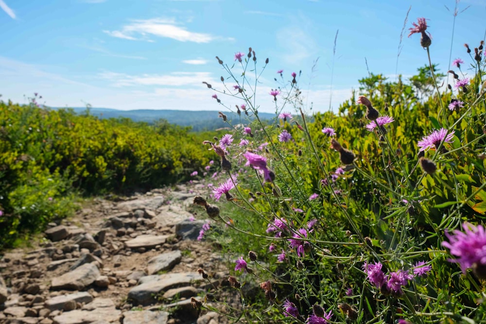 Un sentiero roccioso circondato da fiori selvatici in una giornata di sole