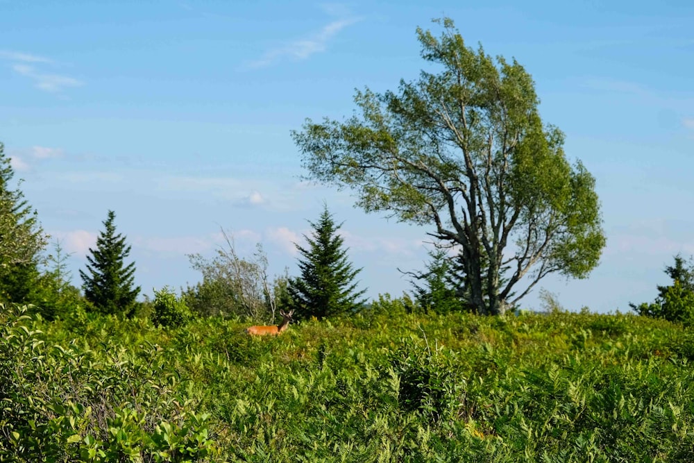 a lone deer in a field with trees in the background