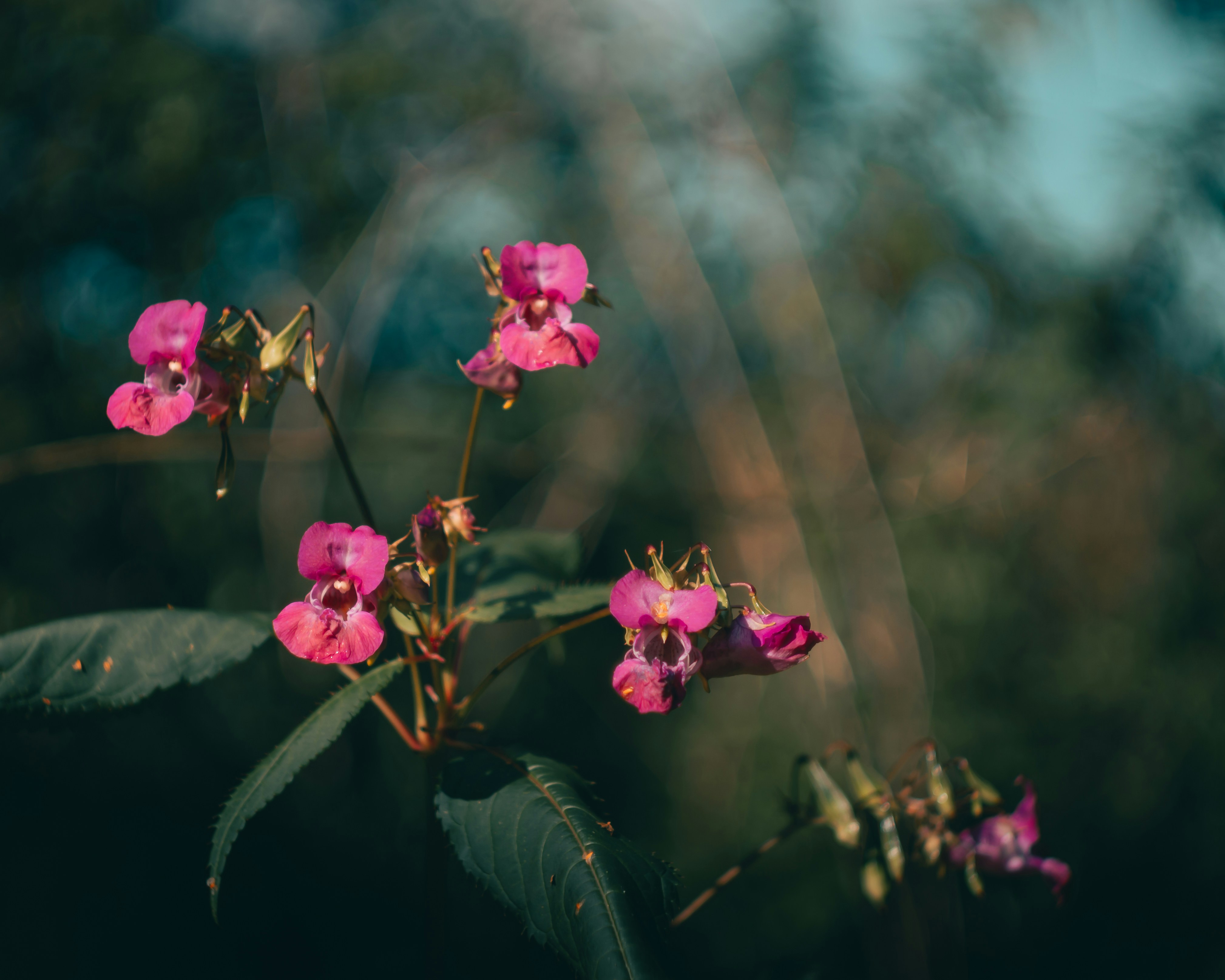 Photo by parasfrendi