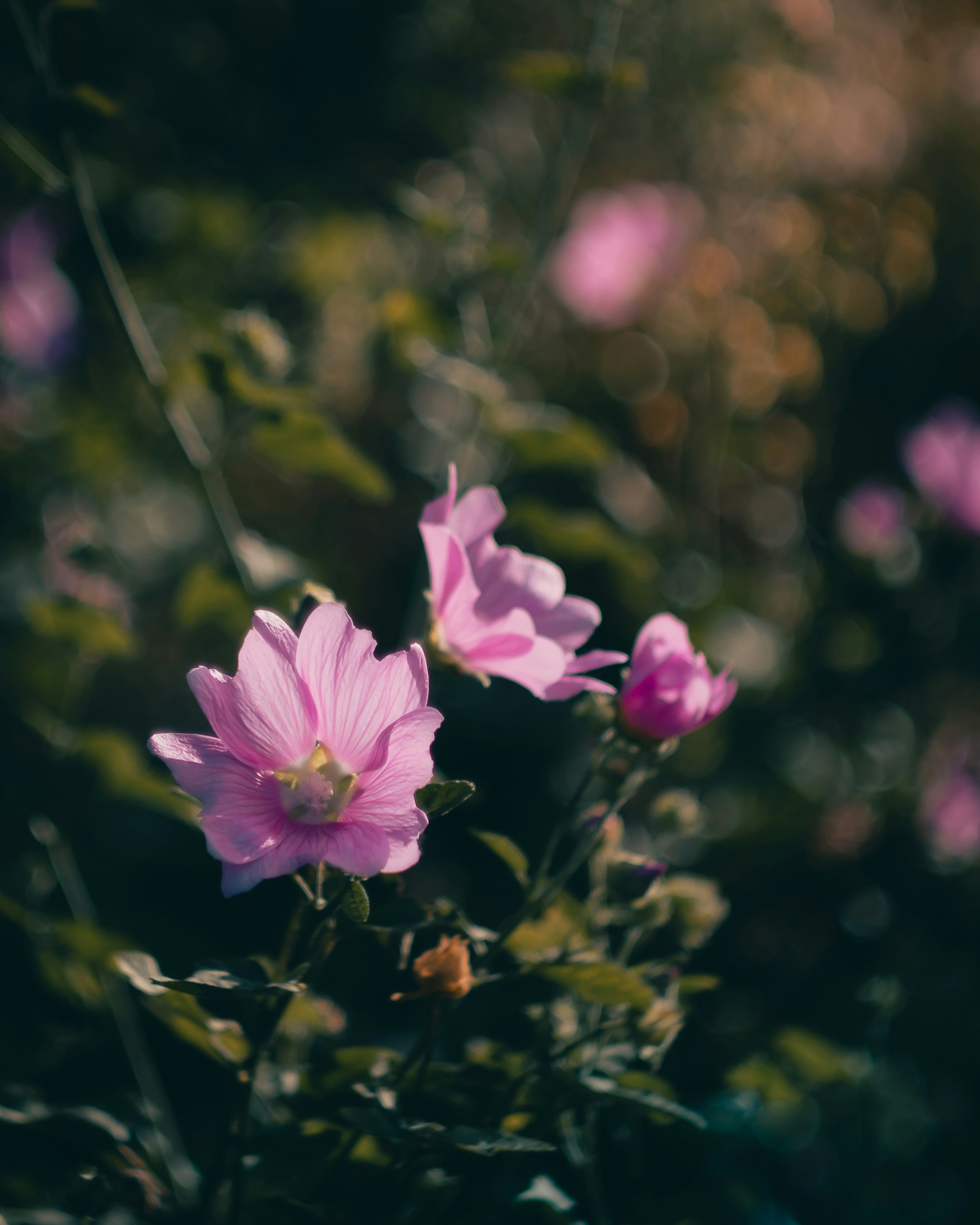 Photo by parasfrendi