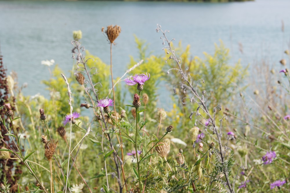 a field of wild flowers next to a body of water