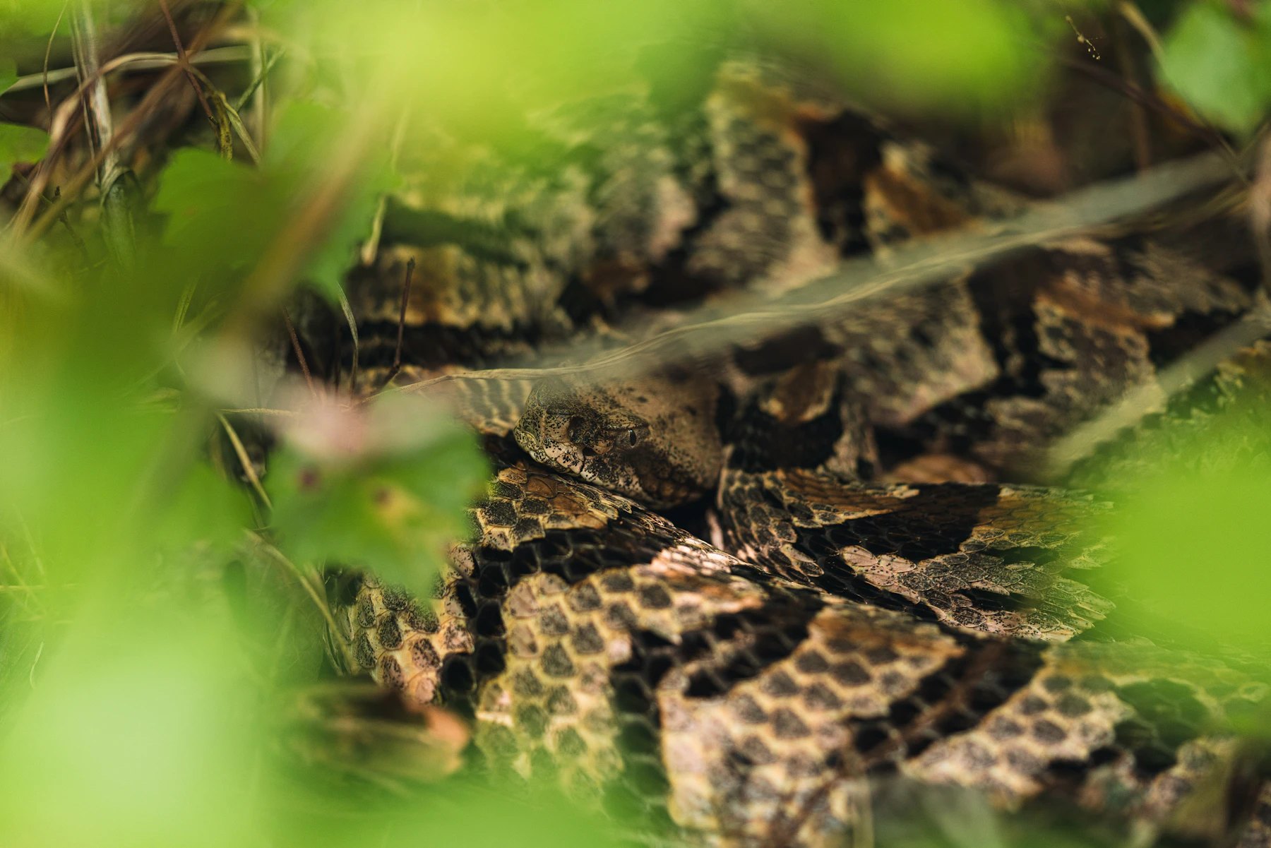 A patterned snake coiled on the ground, half hidden behind green leaves