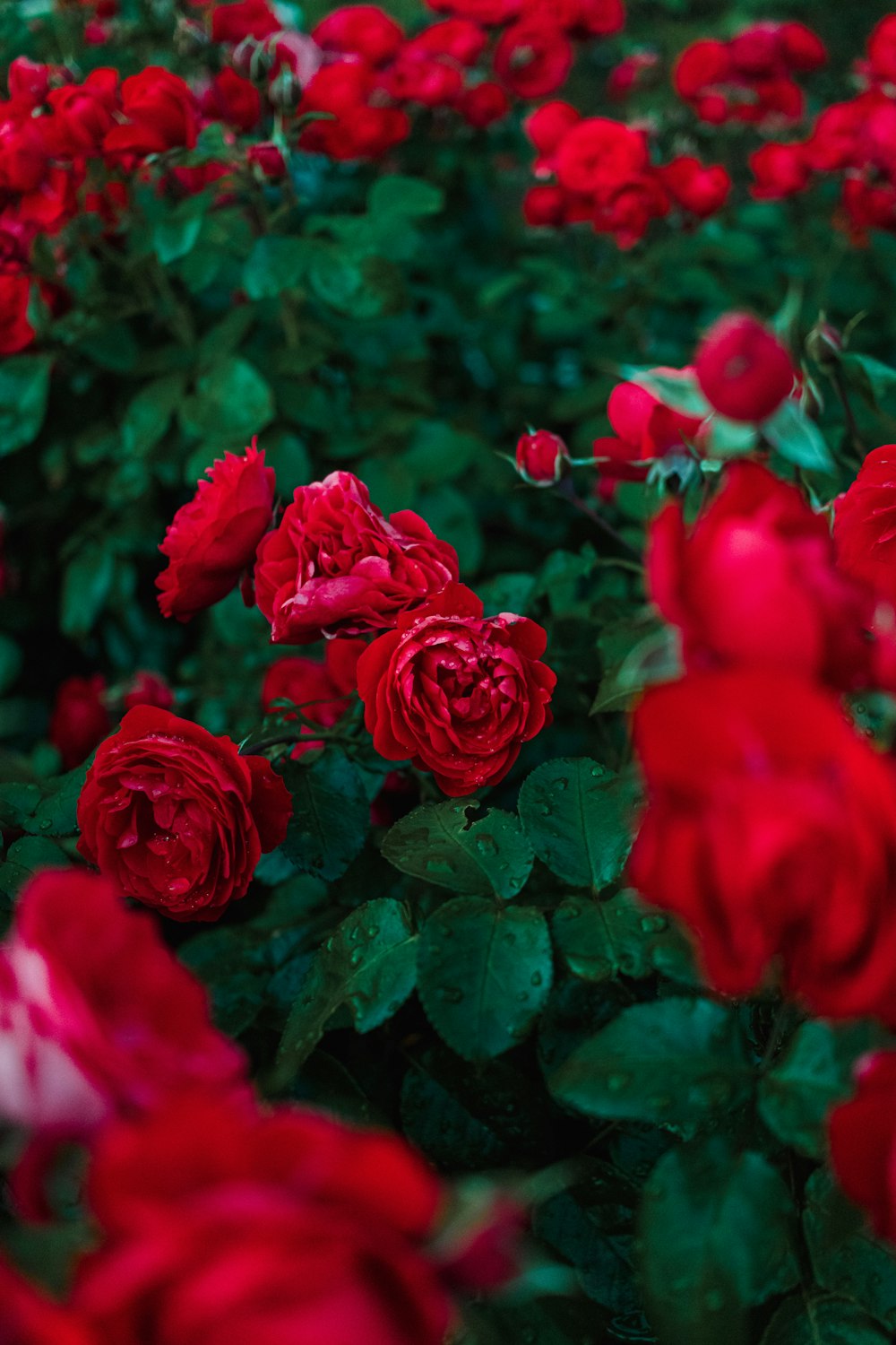 a field of red roses with green leaves