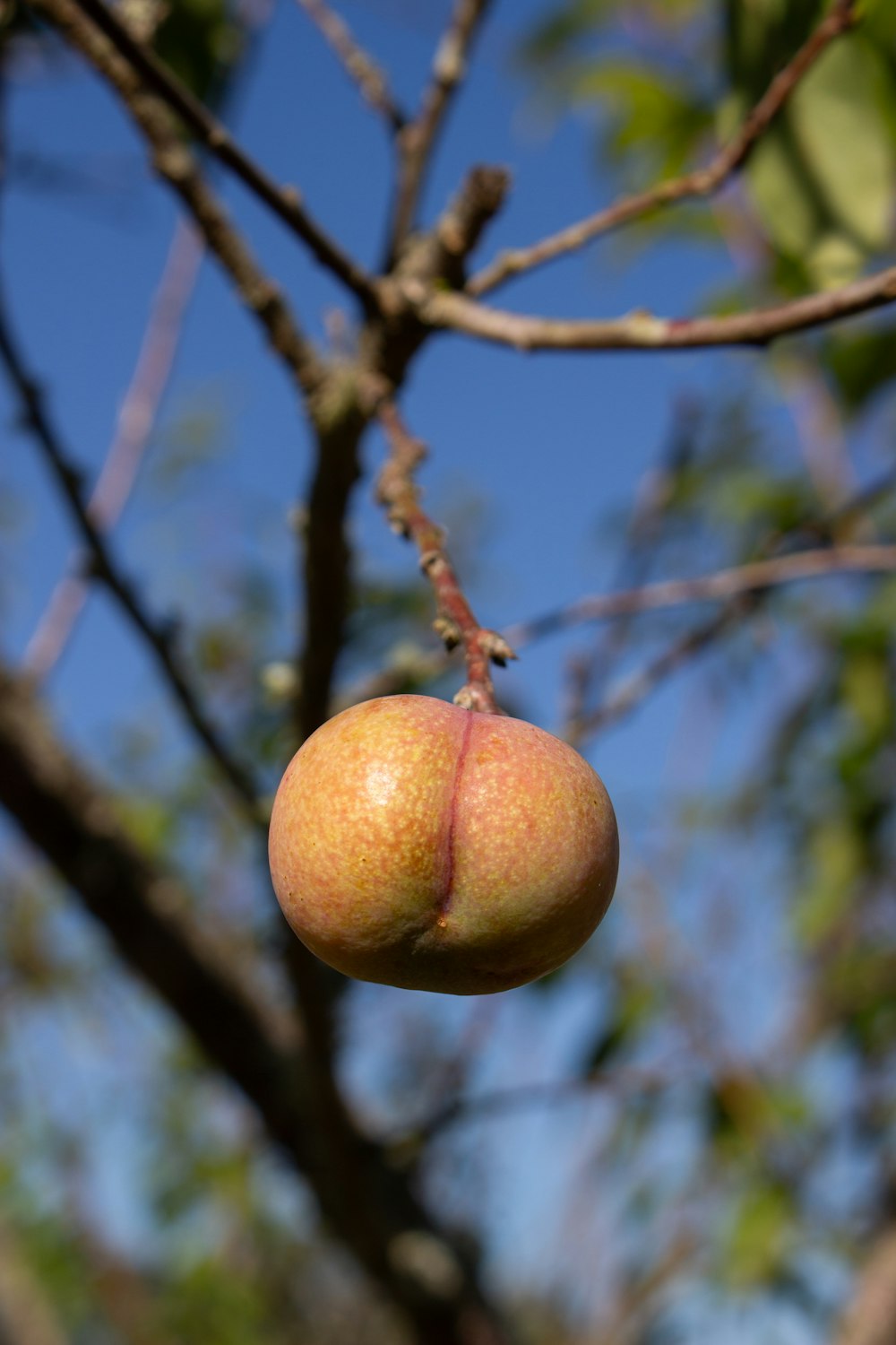 an apple hanging from a tree branch with a blue sky in the background