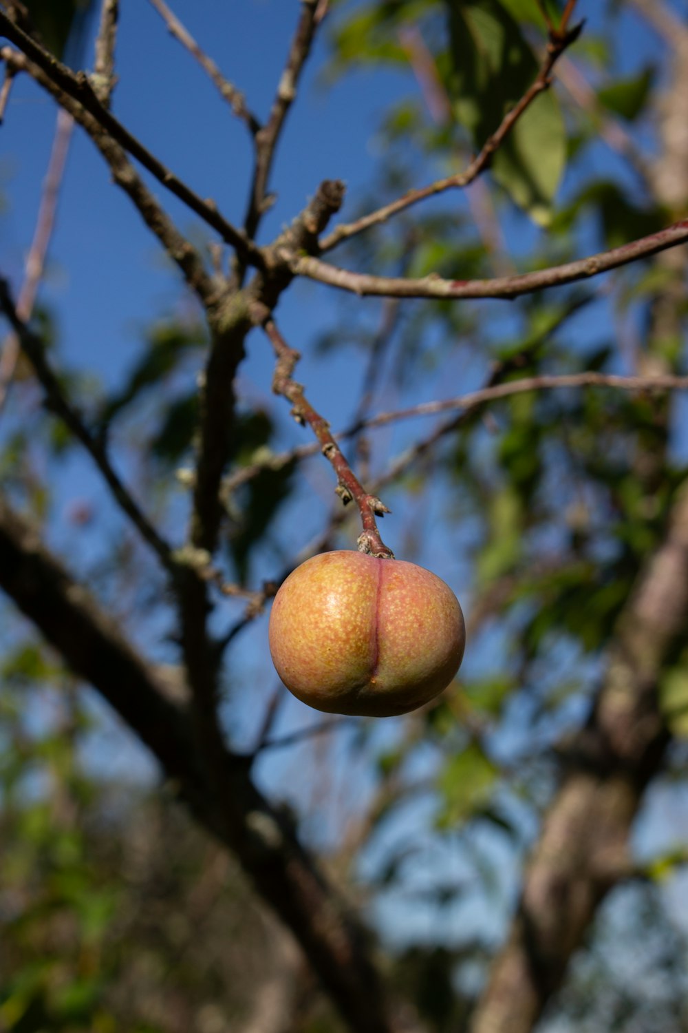 a peach hanging from a tree branch with leaves