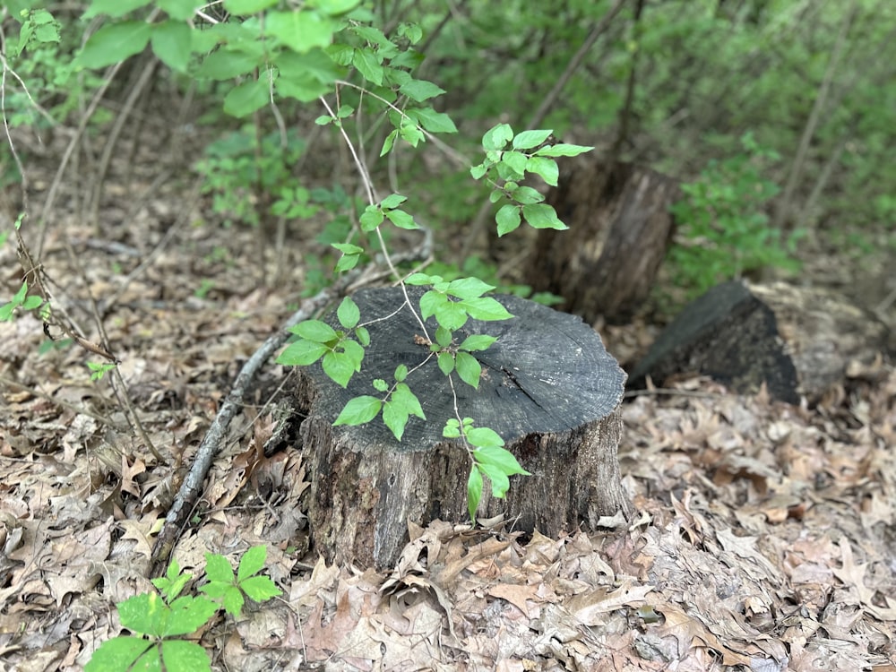 um toco de árvore no meio de uma floresta