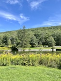 A tranquil pond surrounded by wildflowers and gentle hills in the background.