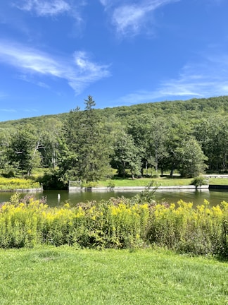 A tranquil pond surrounded by wildflowers and gentle hills in the background.