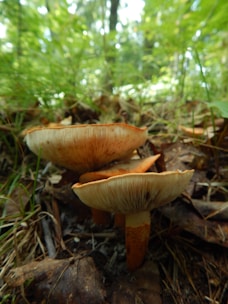 Two mushrooms are growing amidst a lush carpet of green grass and fallen leaves on a forest floor. The surrounding environment appears vibrant and alive, with soft sunlight filtering through the overhead foliage.