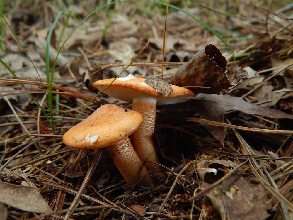 a group of mushrooms that are sitting in the grass