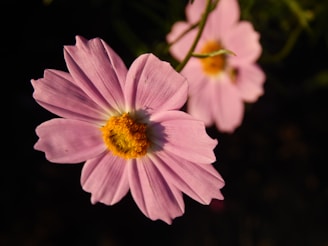 a close up of a pink flower on a black background