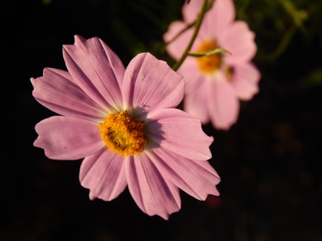 a close up of a pink flower on a black background