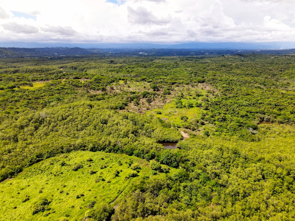 an aerial view of a lush green forest