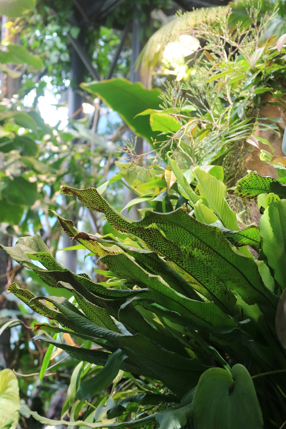 a close up of a plant with lots of leaves