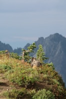 A serene outdoor scene featuring a rescue animal representing the brand's commitment.