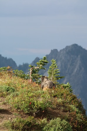 A serene outdoor scene featuring a rescue animal representing the brand's commitment.