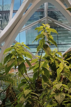 Vibrant green plants with large leaves are positioned in the foreground, while a modern architectural structure with glass panels and white frameworks forms the backdrop. The setting appears to be an indoor garden or greenhouse, combining elements of nature and contemporary design.