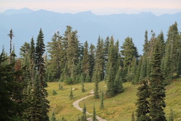A picturesque landscape featuring a lush green forest with tall evergreen trees. A narrow, winding path leads through the forest, surrounded by dense vegetation. The backdrop consists of distant mountains covered in a light mist, creating a serene and tranquil atmosphere.