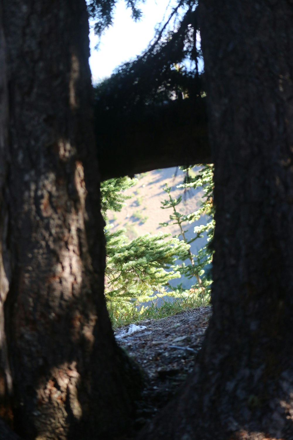 a bear standing in the middle of a forest