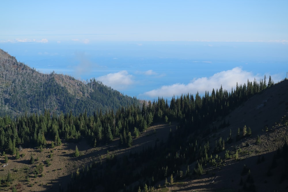 a view of a mountain with trees on the side