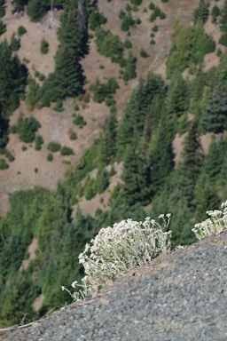 A steep rocky slope is in the foreground, with a cluster of small white flowers growing at its edge. In the background, a forested mountainside is visible with dense green trees and patches of brown where vegetation is sparse.