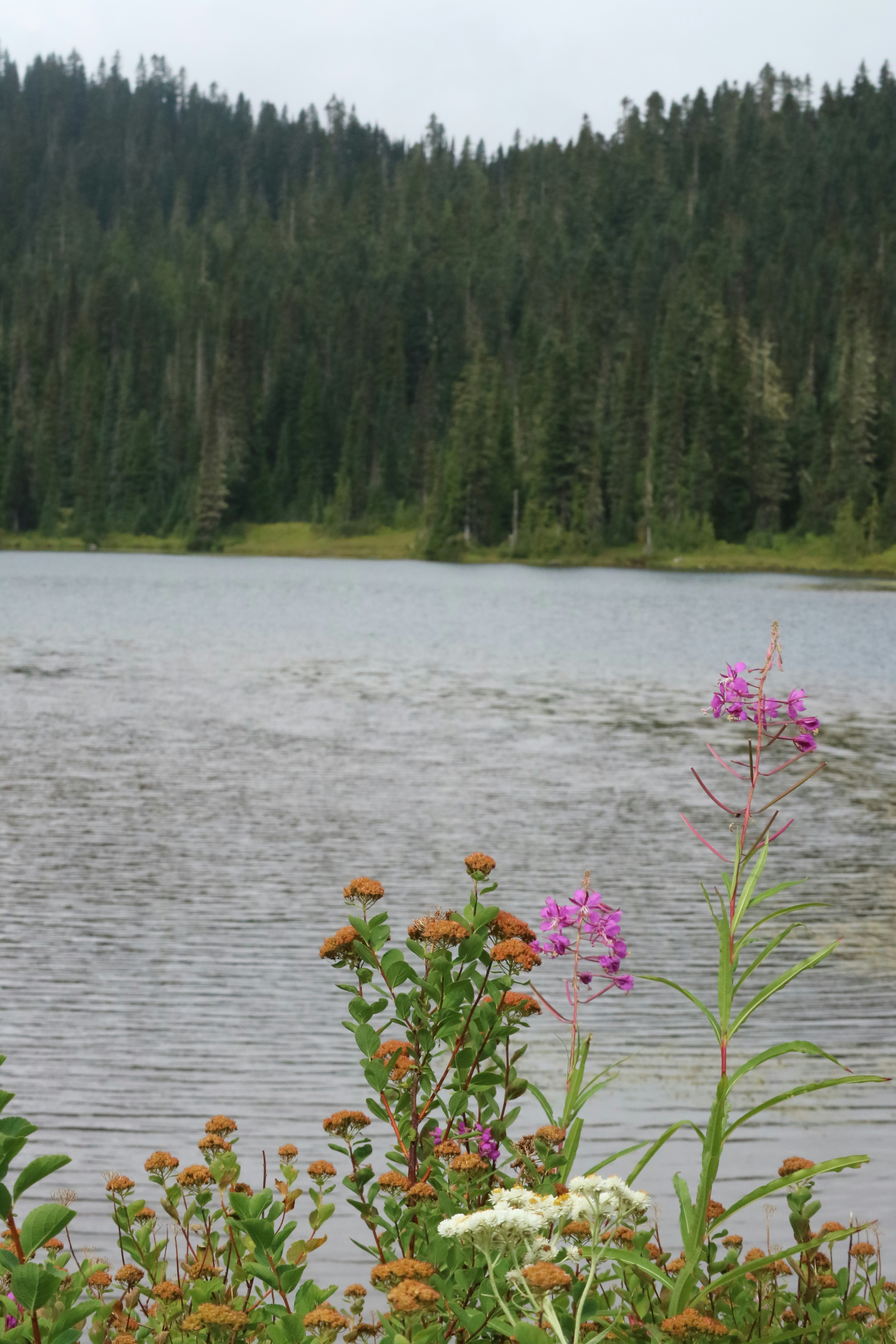 a lake surrounded by a forest filled with lots of trees