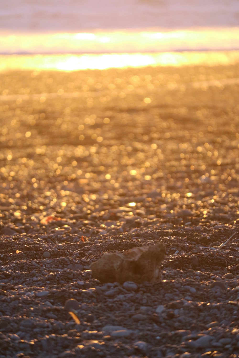 a close up of a bird on a beach near the ocean