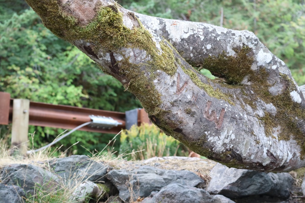 a tree with moss growing on it next to rocks