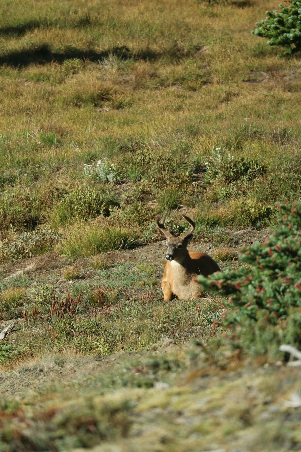 a deer is sitting in a field of grass