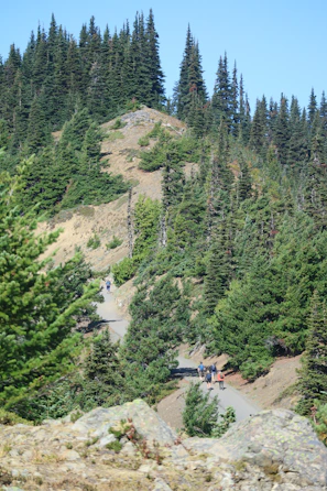 Panoramic view of a lush green forest trail with hikers enjoying a sunny day.