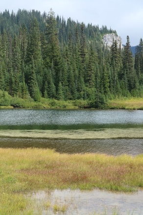 A serene natural landscape with a clear, reflective lake in the foreground surrounded by lush, green vegetation. Tall evergreen trees frame the scene, extending up a gentle hillside, with a rocky outcrop visible in the distance under a light blue sky.