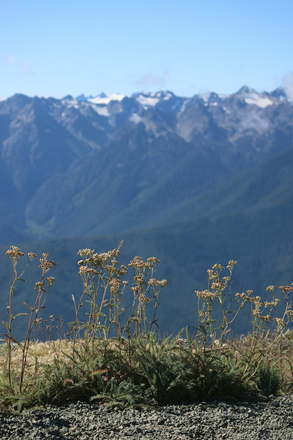 a view of a mountain range with flowers in the foreground