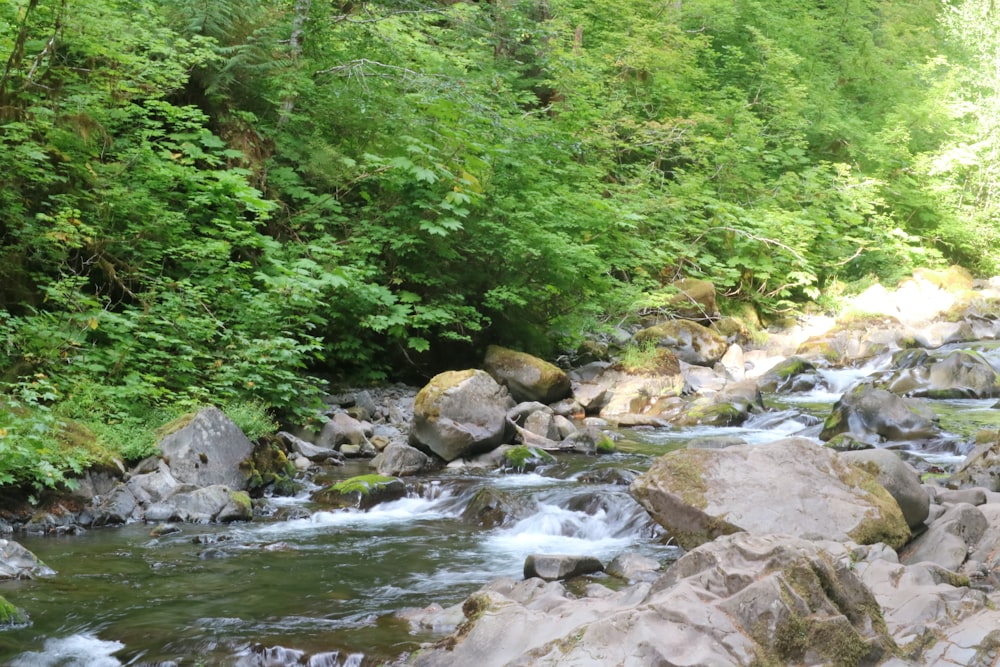 a stream running through a lush green forest