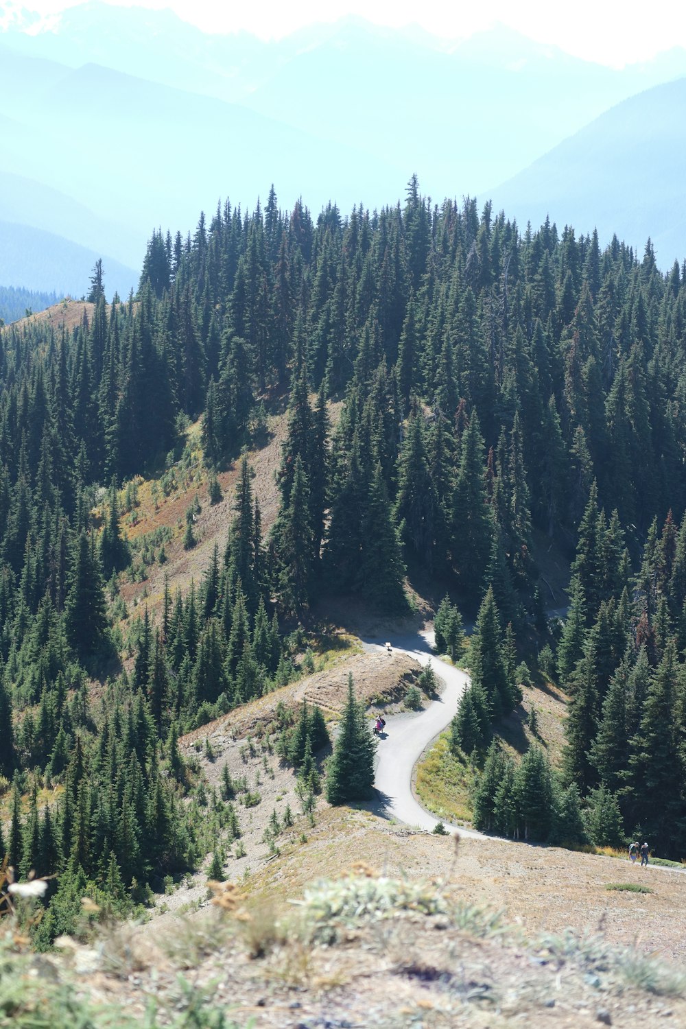 a winding road in the middle of a forest