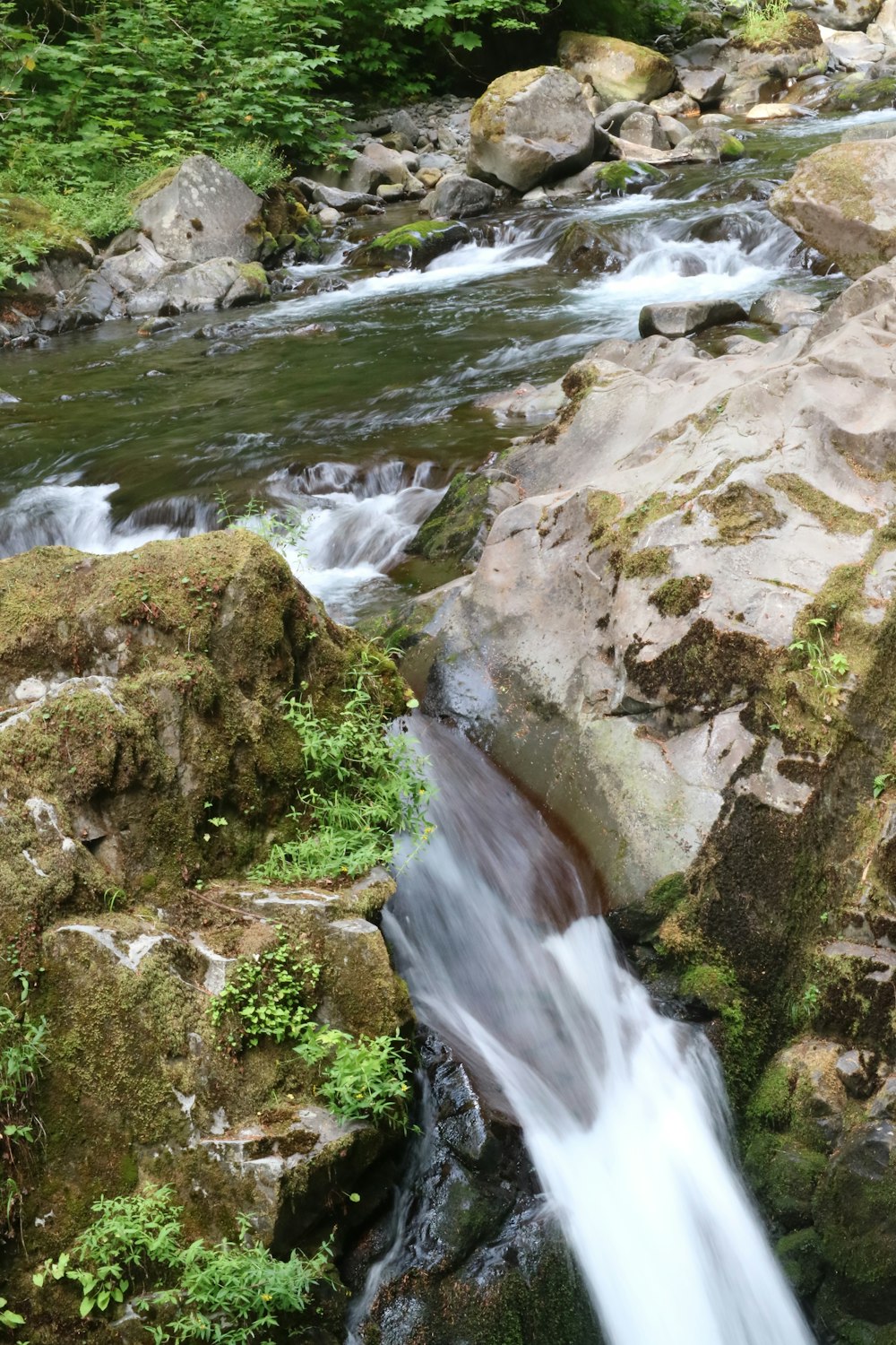 Una corriente de agua corriendo sobre rocas en un bosque