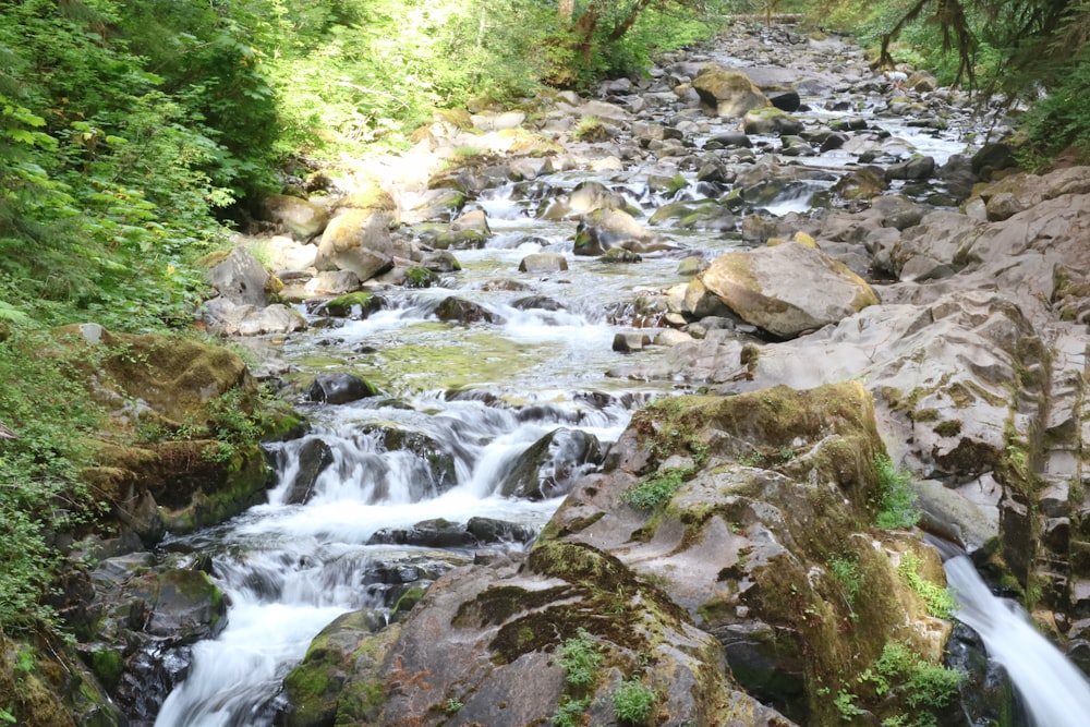 un arroyo que atraviesa un frondoso bosque verde