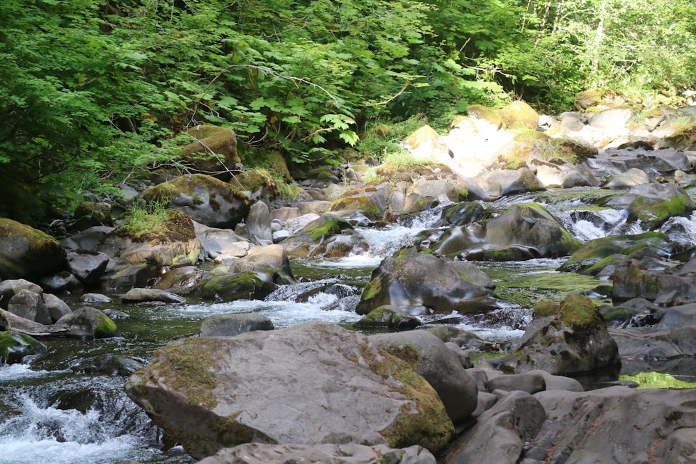 un arroyo que atraviesa un frondoso bosque verde