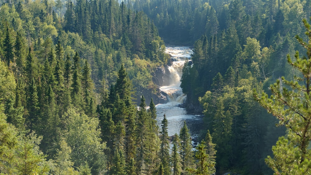 a river running through a forest filled with lots of trees