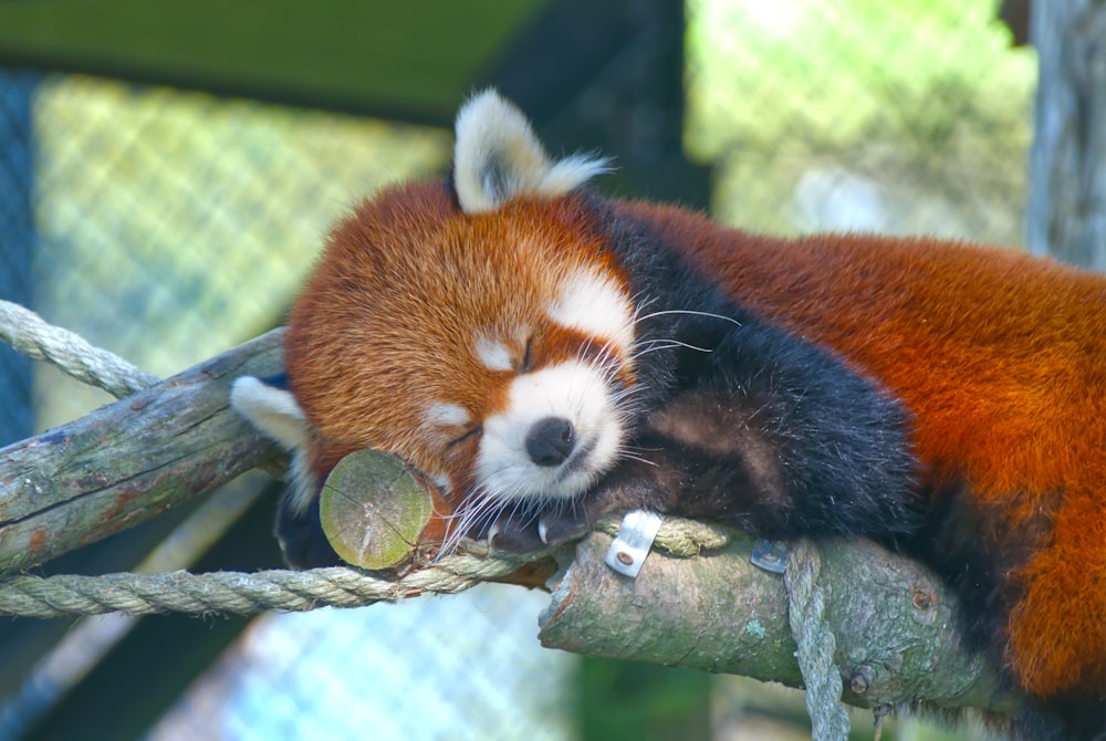 um panda vermelho dormindo em cima de um galho de árvore