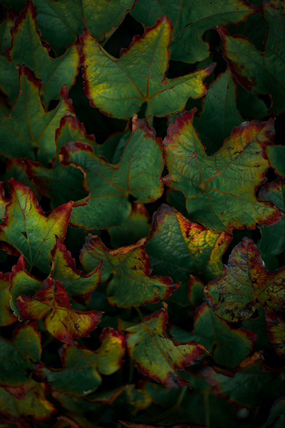 a bunch of leaves that are green and red