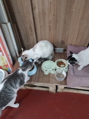 A modern pet feeding station with stainless steel bowls and a wooden stand.