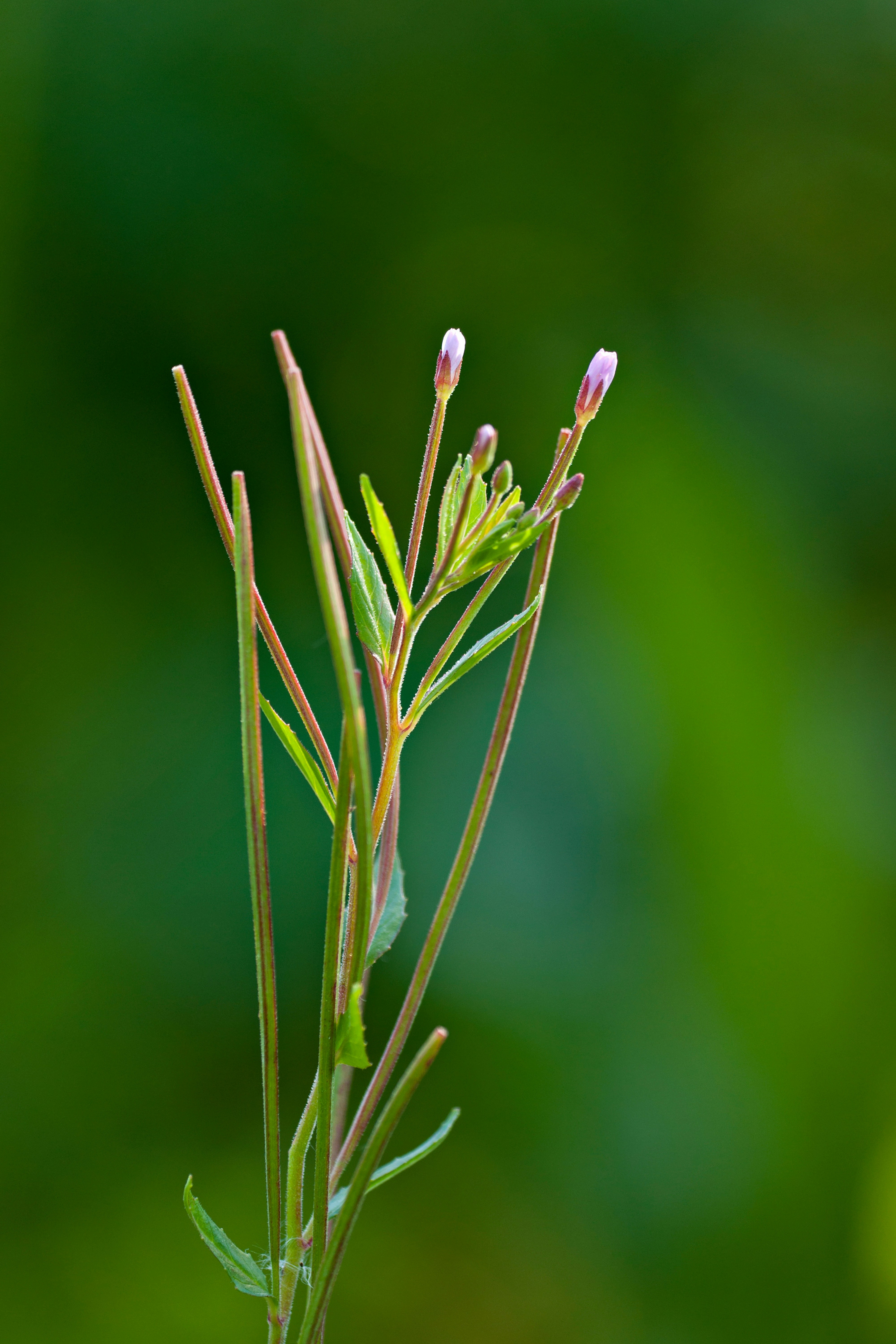 Nahaufnahme einer Pflanze mit verschwommenem Hintergrund