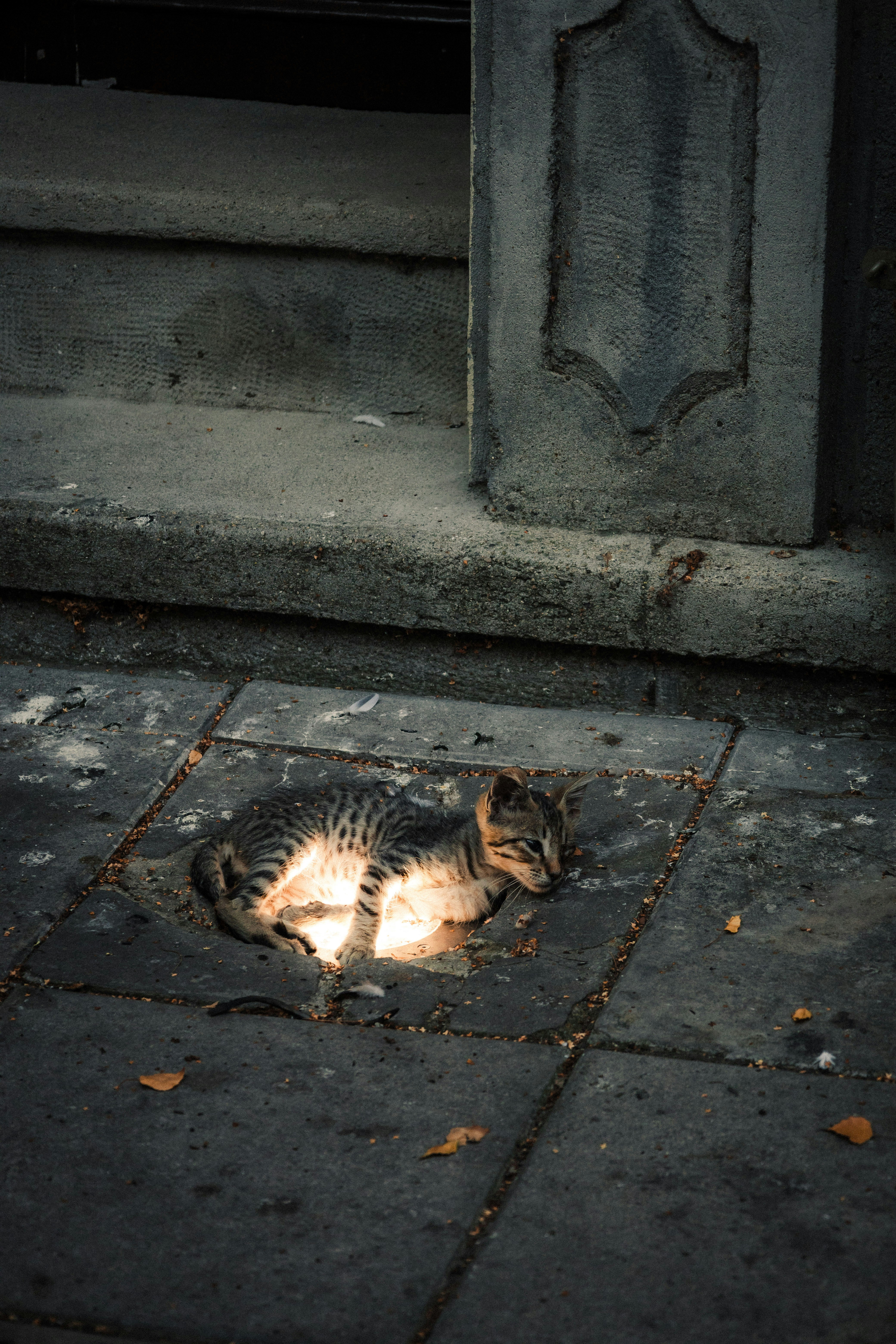 a cat laying on the ground in front of a door