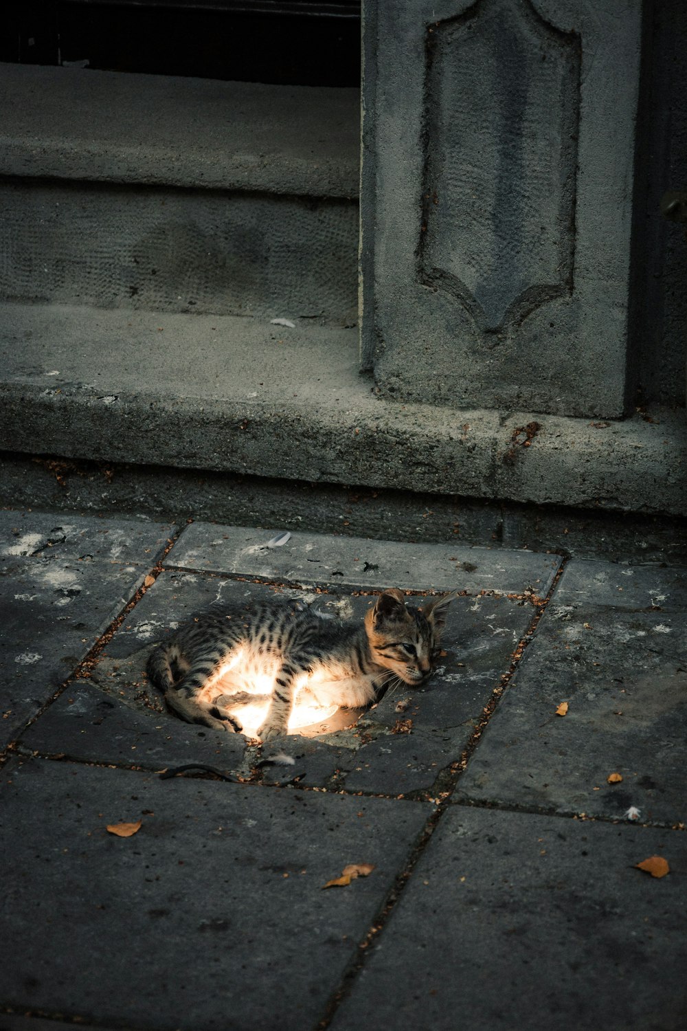 eine Katze, die vor einer Tür auf dem Boden liegt