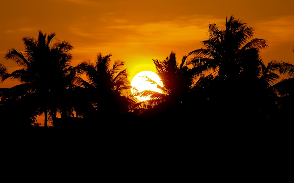 the sun is setting behind some palm trees